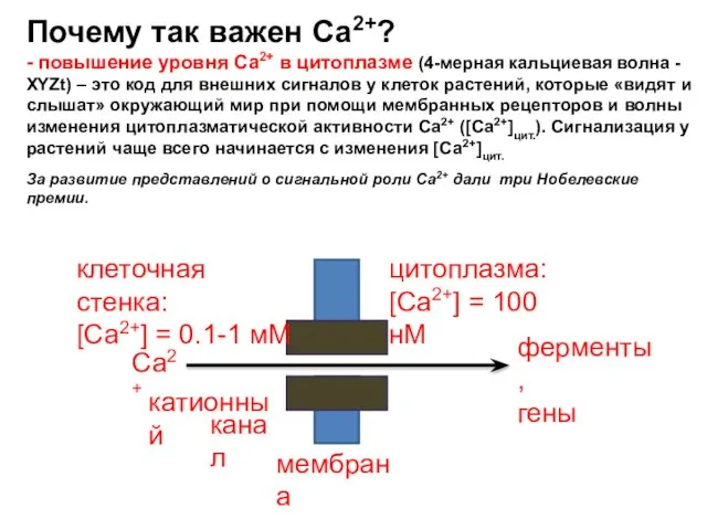 Почему так важен Са2+? - повышение уровня Са2+ в цитоплазме (4-мерная кальциевая