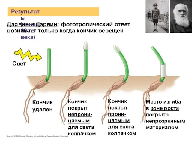 Результаты (конец 19-го века) Свет Кончик удален Дарвин и Дарвин: фототропический ответ