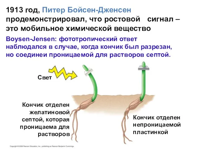 Свет Кончик отделен желатиновой септой, которая проницаема для растворов Кончик отделен непроницаемой