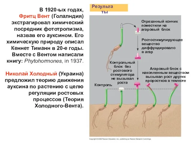 В 1920-ых годах, Фритц Вент (Голалндия) экстрагировал химический посредник фототропизма, назвав его