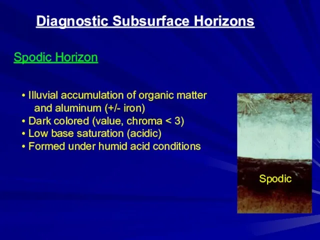 Diagnostic Subsurface Horizons Spodic Horizon Spodic Illuvial accumulation of organic matter and