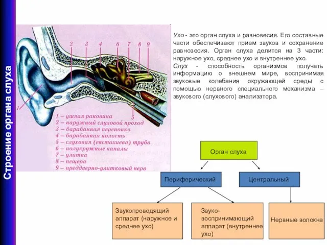 Ухо - это орган слуха и равновесия. Его составные части обеспечивают прием