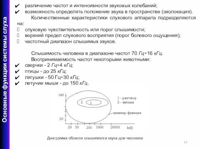 различение частот и интенсивности звуковых колебаний; возможность определять положение звука в пространстве