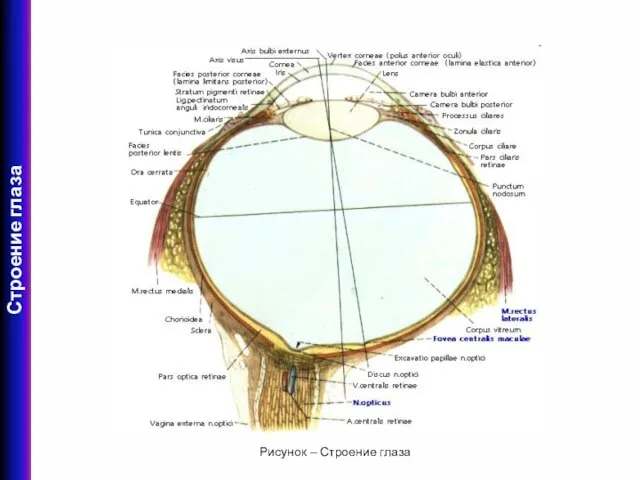 Рисунок – Строение глаза Строение глаза