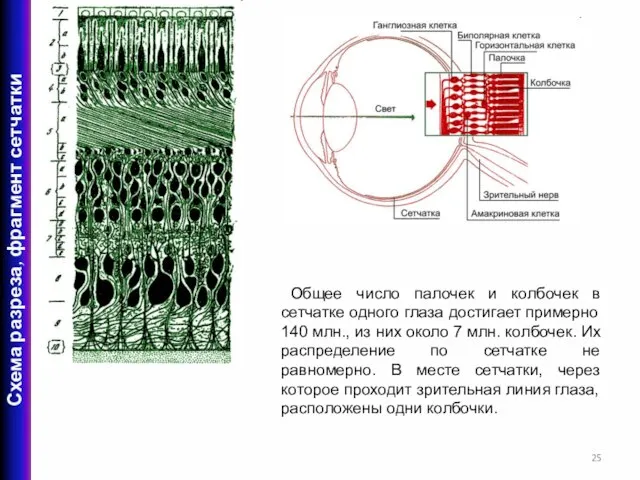 Общее число палочек и колбочек в сетчатке одного глаза достигает примерно 140