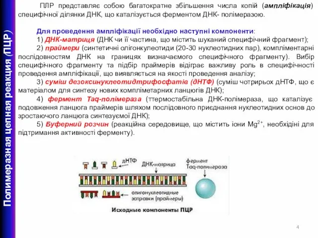 ПЛР представляє собою багатократне збільшення числа копій (ампліфікація) специфічної ділянки ДНК, що