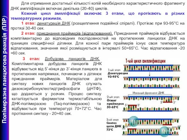 Для отримання достатньої кількості копій необхідного характеристичного фрагменту ДНК ампліфікація включає декілька