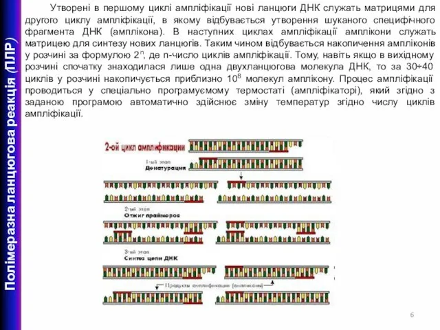 Утворені в першому циклі ампліфікації нові ланцюги ДНК служать матрицями для другого