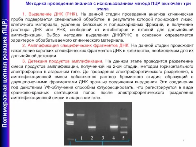 Методика проведения анализа с использованием метода ПЦР включает три этапа 1. Выделение