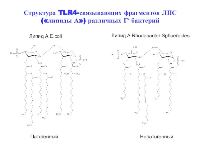 Липид А E.coli Липид А Rhodobacter Sphaeroides Патогенный Непатогенный Структура TLR4-связывающих фрагментов