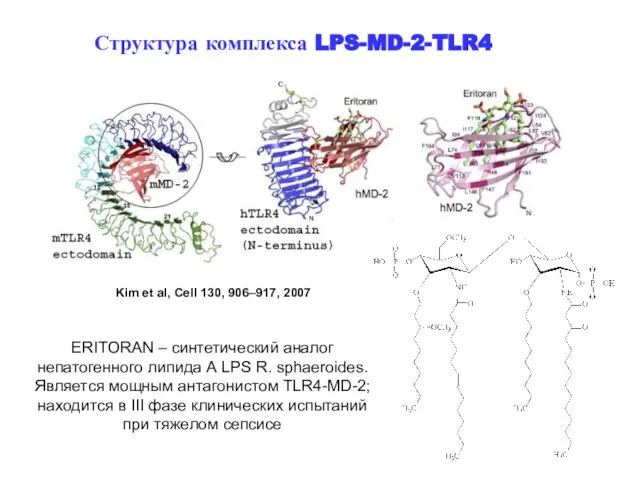 ERITORAN – синтетический аналог непатогенного липида А LPS R. sphaeroides. Является мощным