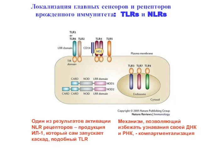 Локализация главных сенсоров и рецепторов врожденного иммунитета: TLRs и NLRs Один из