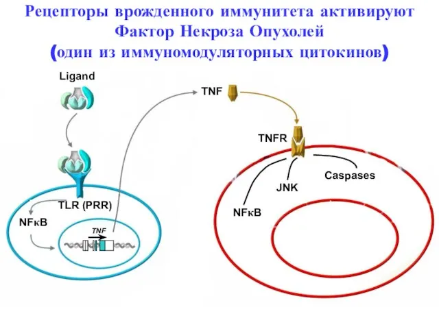 Ligand TLR (PRR) NFκB TNF TNFR NFκB JNK Caspases Рецепторы врожденного иммунитета