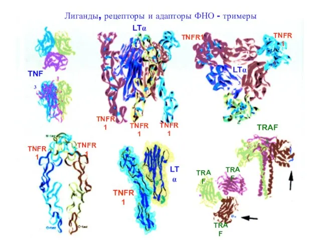 Лиганды, рецепторы и адапторы ФНО - тримеры TNF3 LTα3 TNFR1 LTα3 TNFR1