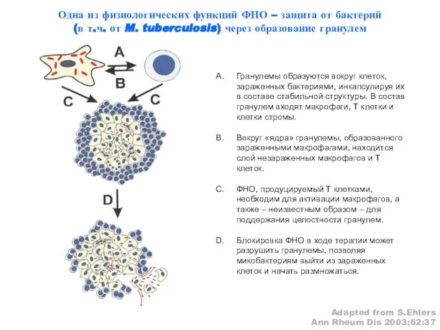 Гранулемы образуются вокруг клеток, зараженных бактериями, инкапсулируя их в составе стабильной структуры.