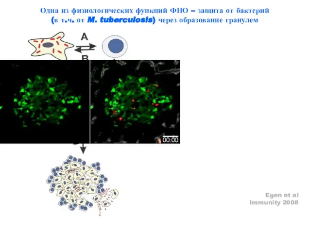 Macrophage-derived TNF acts as a costimulus for T cells. T cell–derived TNF