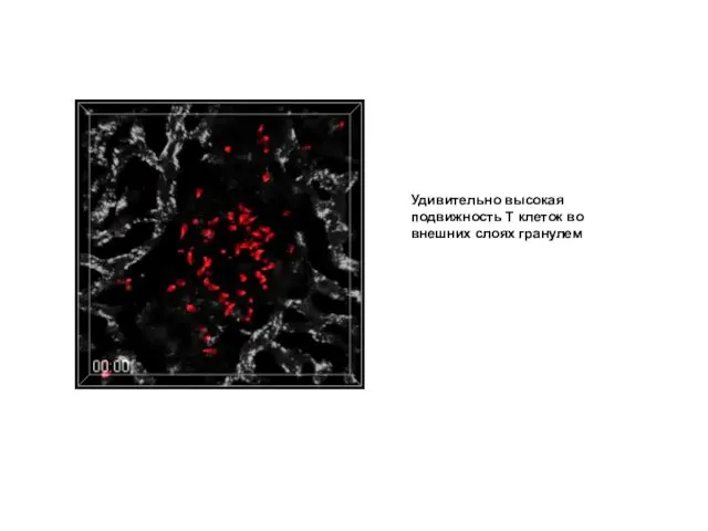 Удивительно высокая подвижность Т клеток во внешних слоях гранулем