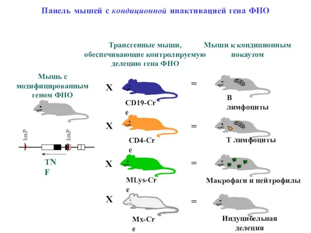 Панель мышей с кондиционной инактивацией гена ФНО Мышь с модифицированным геном ФНО