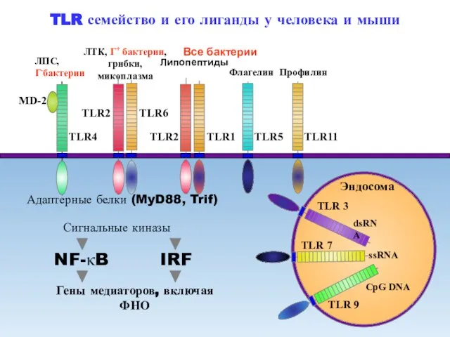 TLR4 ЛПС, Г-бактерии MD-2 TLR семейство и его лиганды у человека и