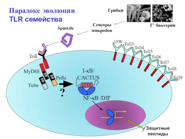 Парадокс эволюции TLR семейства Грибки Г+ бактерии Pelle Tube MyD88 DD DD