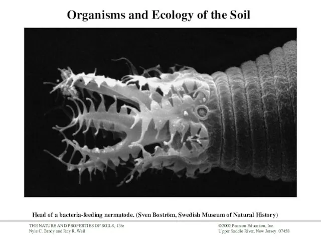 Organisms and Ecology of the Soil Head of a bacteria-feeding nermatode. (Sven