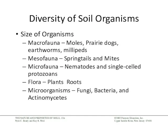 Diversity of Soil Organisms Size of Organisms Macrofauna – Moles, Prairie dogs,