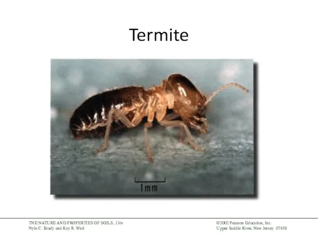 Termite