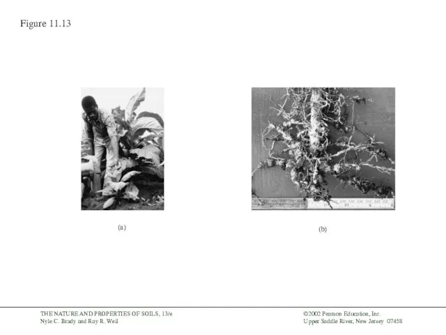 Figure 11.13 (a) (b)