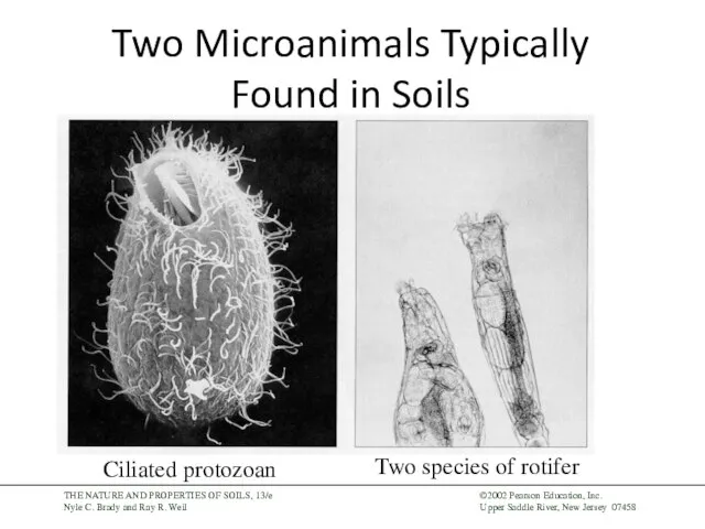 Two Microanimals Typically Found in Soils Ciliated protozoan Two species of rotifer