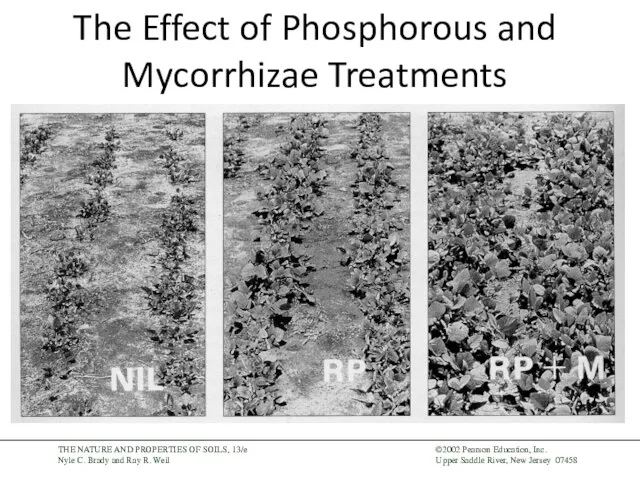 The Effect of Phosphorous and Mycorrhizae Treatments