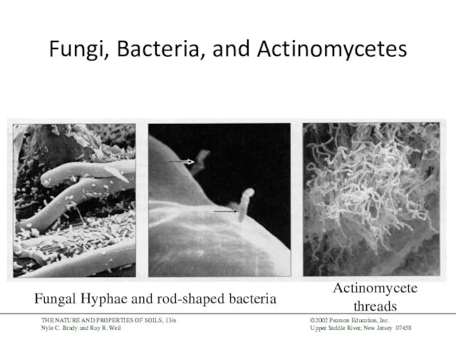 Fungi, Bacteria, and Actinomycetes Fungal Hyphae and rod-shaped bacteria Actinomycete threads