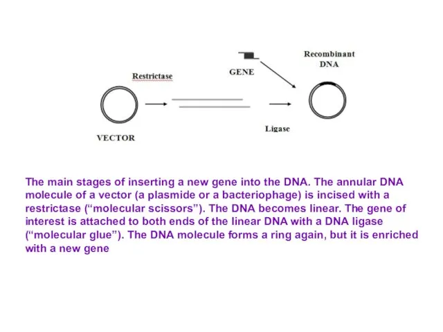 The main stages of inserting a new gene into the DNA. The