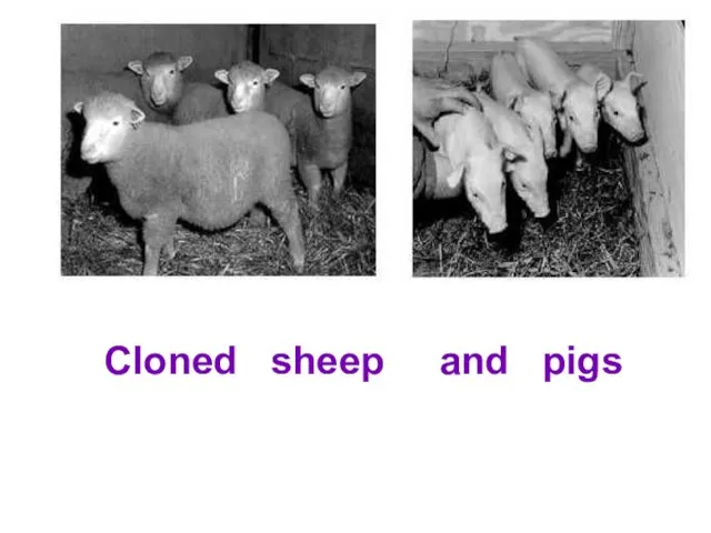 Cloned sheep and pigs