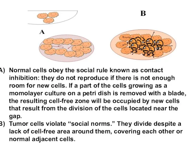 Normal cells obey the social rule known as contact inhibition: they do