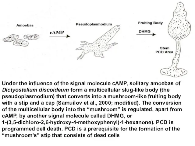 Under the influence of the signal molecule cAMP, solitary amoebas of Dictyostelium