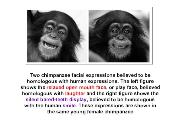 Two chimpanzee facial expressions believed to be homologous with human expressions. The