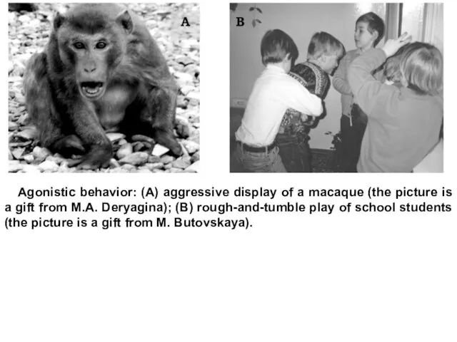 Agonistic behavior: (A) aggressive display of a macaque (the picture is a