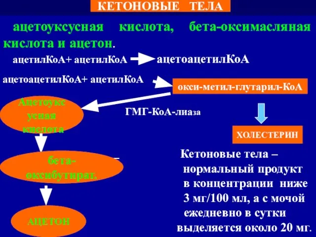 ацетоуксусная кислота, бета-оксимасляная кислота и ацетон. ацетилКоА+ ацетилКоА ацетоацетилКоА ГМГ-КоА-лиаза Кетоновые тела