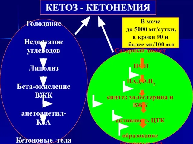 КЕТОЗ - КЕТОНЕМИЯ Голодание Недостаток углеводов Липолиз Бета-окисление ВЖК ацетоацетил-КоА Кетоновые тела