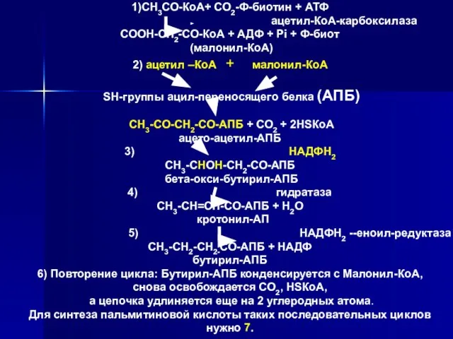 1)СН3СО-КоА+ СО2-Ф-биотин + АТФ ацетил-КоА-карбоксилаза СООН-СН2-СО-КоА + АДФ + Рi + Ф-биот