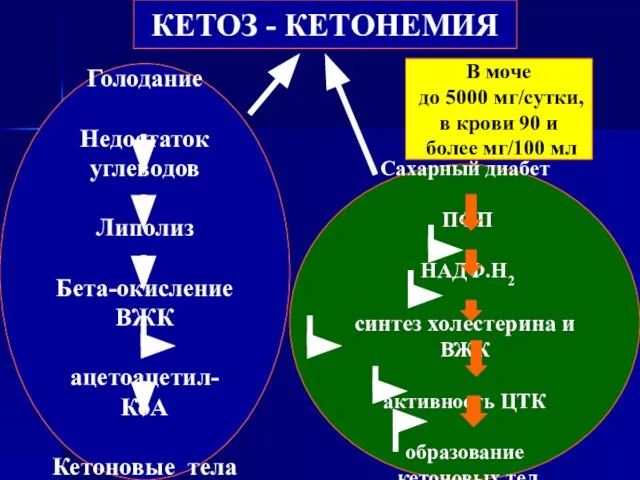 КЕТОЗ - КЕТОНЕМИЯ Голодание Недостаток углеводов Липолиз Бета-окисление ВЖК ацетоацетил-КоА Кетоновые тела