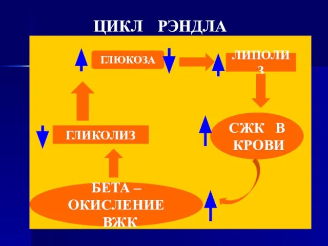 ЦИКЛ РЭНДЛА ГЛЮКОЗА ЛИПОЛИЗ СЖК В КРОВИ БЕТА – ОКИСЛЕНИЕ ВЖК ГЛИКОЛИЗ