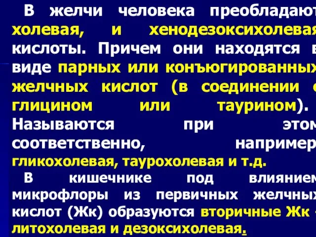 В желчи человека преобладают холевая, и хенодезоксихолевая кислоты. Причем они находятся в