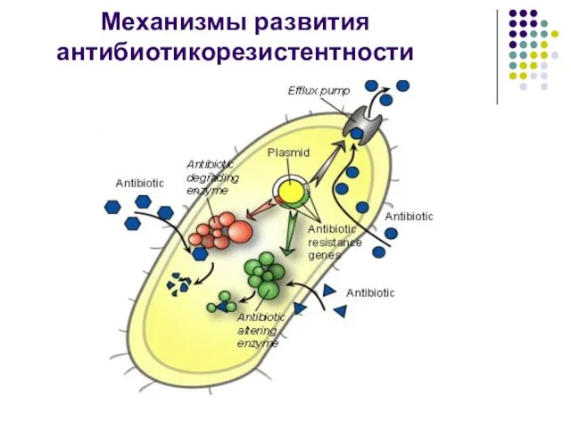 Механизмы развития антибиотикорезистентности