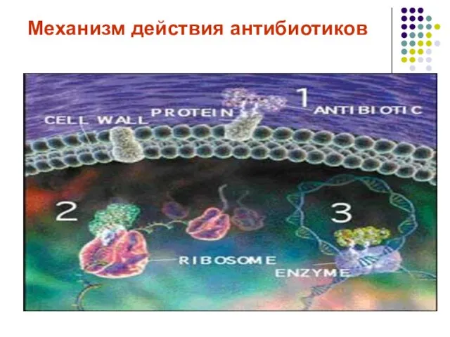 Механизм действия антибиотиков