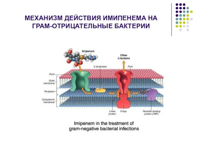 МЕХАНИЗМ ДЕЙСТВИЯ ИМИПЕНЕМА НА ГРАМ-ОТРИЦАТЕЛЬНЫЕ БАКТЕРИИ