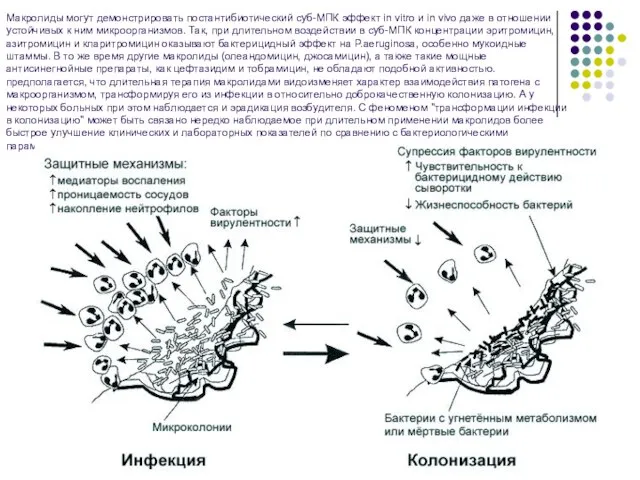 Макролиды могут демонстрировать постантибиотический суб-МПК эффект in vitro и in vivo даже