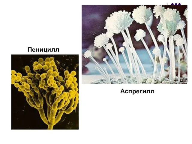 Аспрегилл Пеницилл