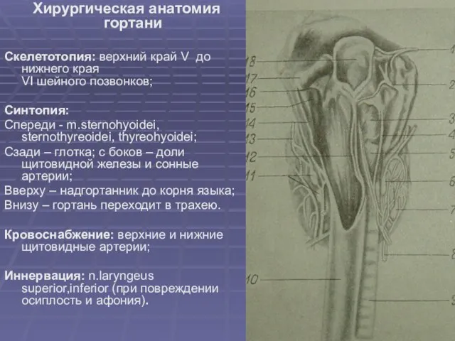 Хирургическая анатомия гортани Скелетотопия: верхний край V до нижнего края VI шейного