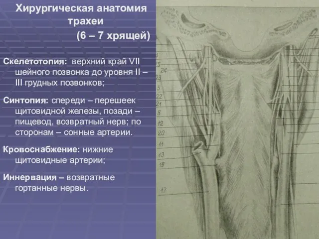 Хирургическая анатомия трахеи (6 – 7 хрящей) Скелетотопия: верхний край VII шейного